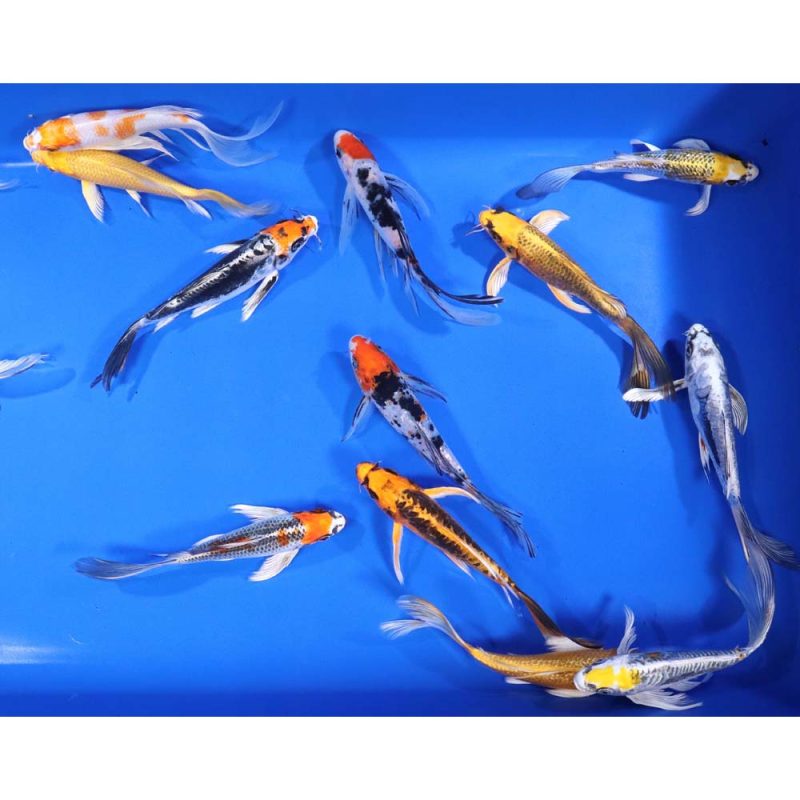 Premium Butterfly Koi 6-7" - Image 4