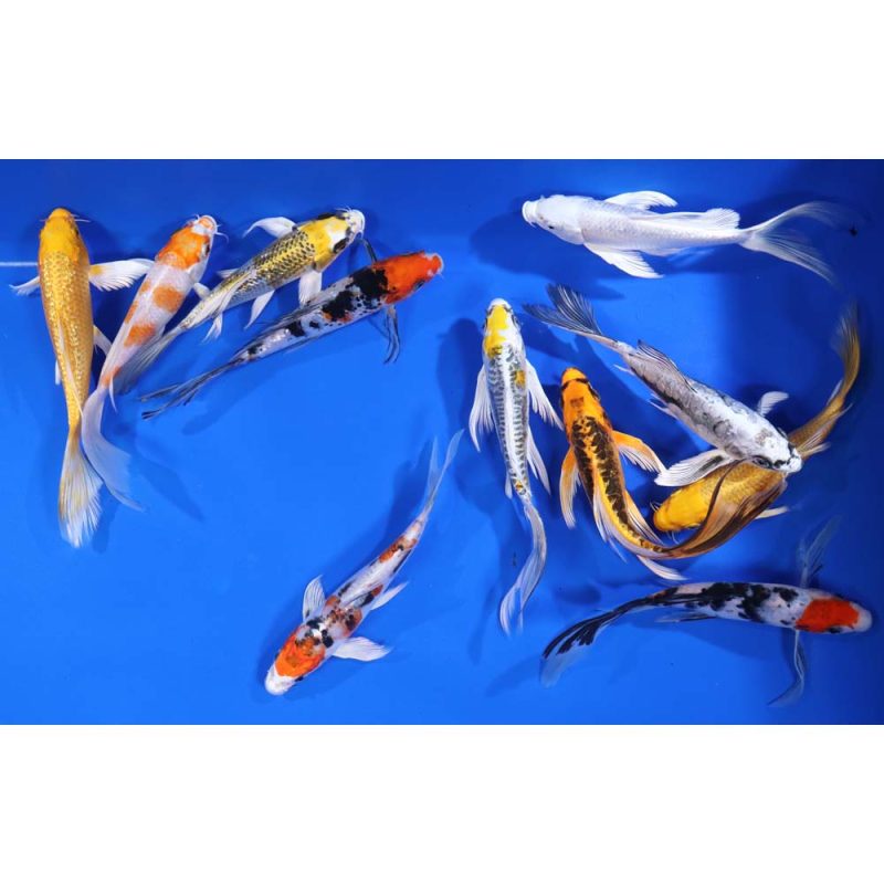 Premium Butterfly Koi 6-7" - Image 6