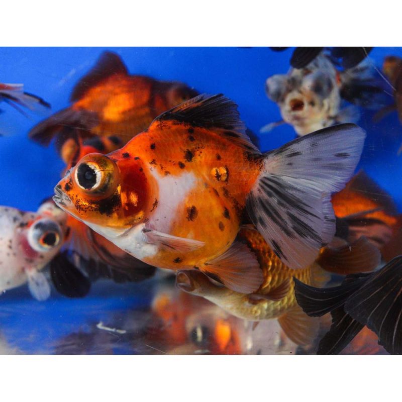 Mixed Butterfly Fantail Goldfish LG - Image 9