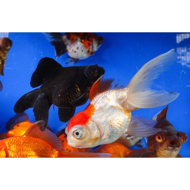 Mixed Butterfly Fantail Goldfish LG - Image 10