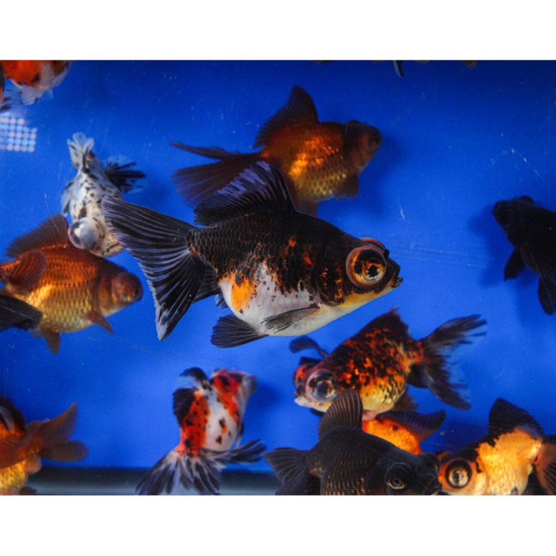 Mixed Butterfly Fantail Goldfish LG - Image 11