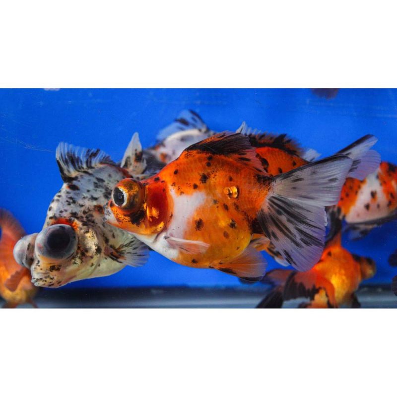 Mixed Butterfly Fantail Goldfish LG - Image 12