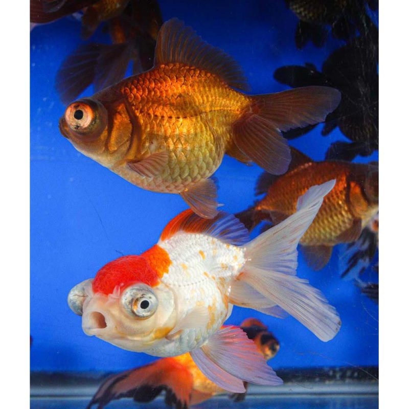 Mixed Butterfly Fantail Goldfish LG - Image 13