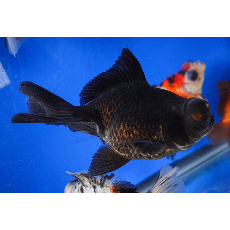 Mixed Butterfly Fantail Goldfish LG - Image 15