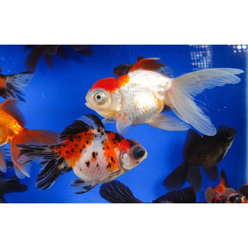 Mixed Butterfly Fantail Goldfish LG - Image 16