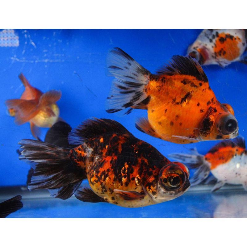 Mixed Butterfly Fantail Goldfish LG - Image 17