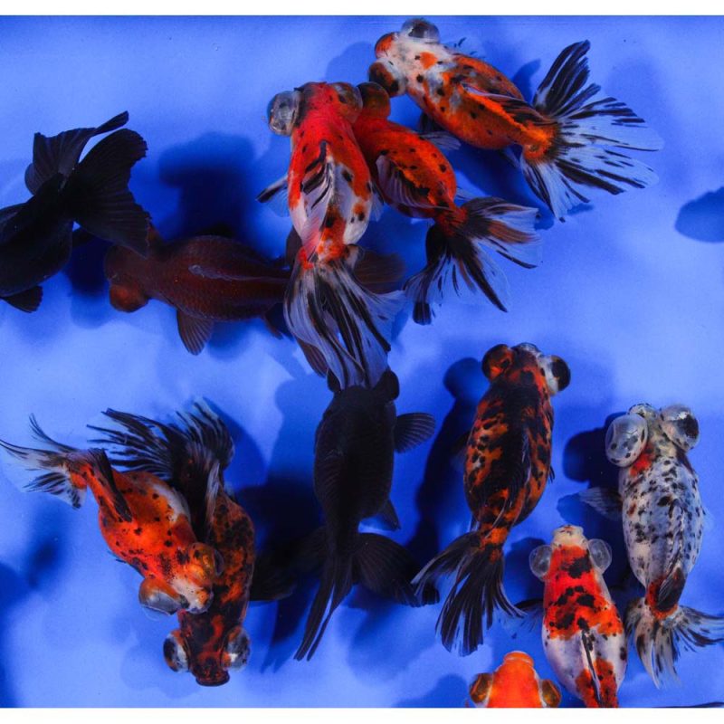 Mixed Butterfly Fantail Goldfish LG