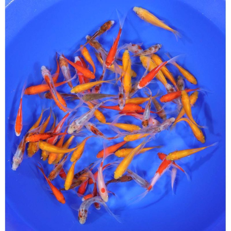 Mixed Goldfish 3-4"