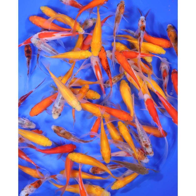 Mixed Goldfish 3-4" - Image 2