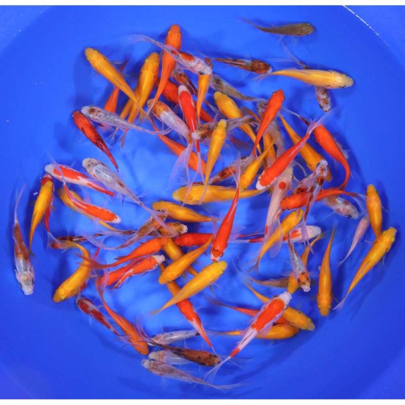 Mixed Goldfish 3-4" - Image 3