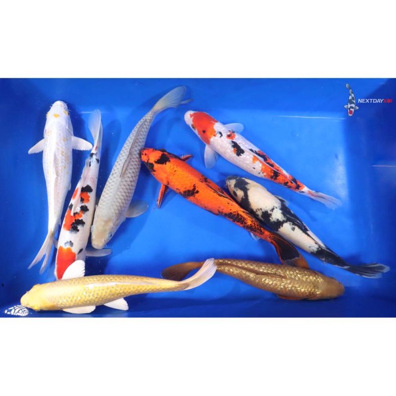 Premium Koi 12-14"