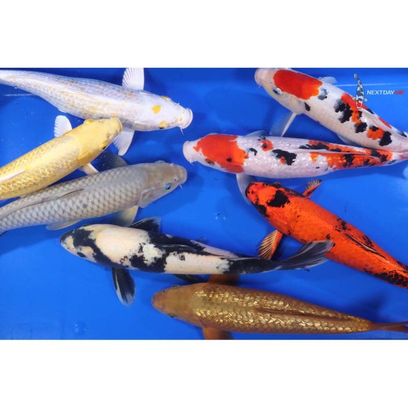 Premium Koi 12-14" - Image 2