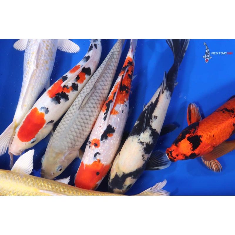 Premium Koi 12-14" - Image 3