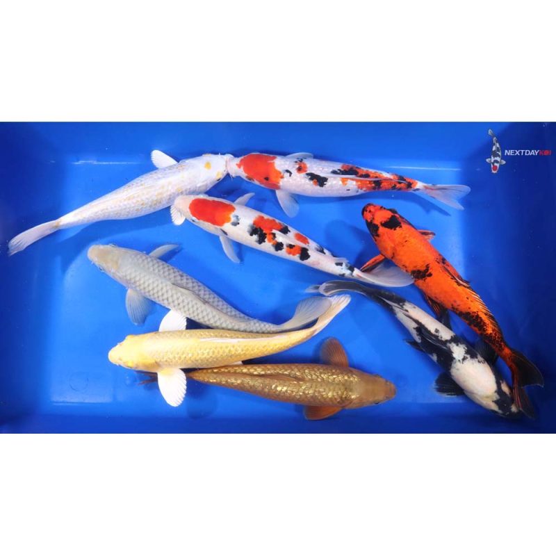 Premium Koi 12-14" - Image 6