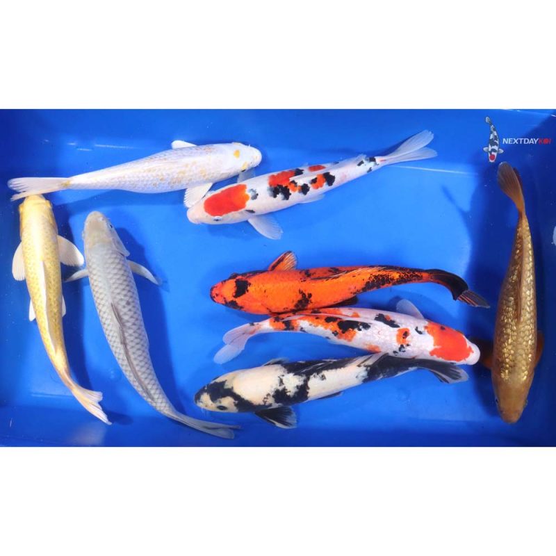 Premium Koi 12-14" - Image 7