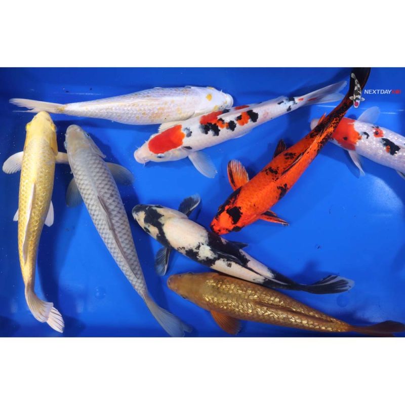 Premium Koi 12-14" - Image 8