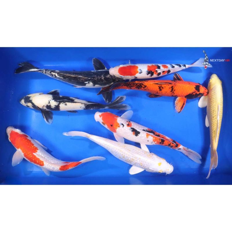 Premium Koi 12-14" - Image 9