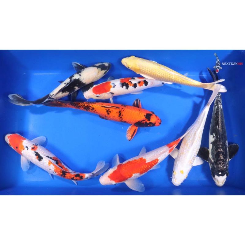 Premium Koi 12-14" - Image 10