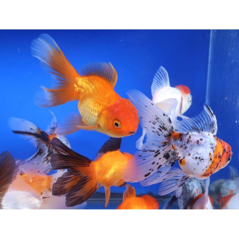 Mixed Oranda Goldfish XL