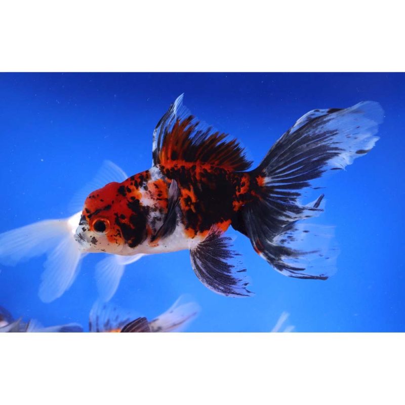 Mixed Oranda Goldfish XL - Image 2