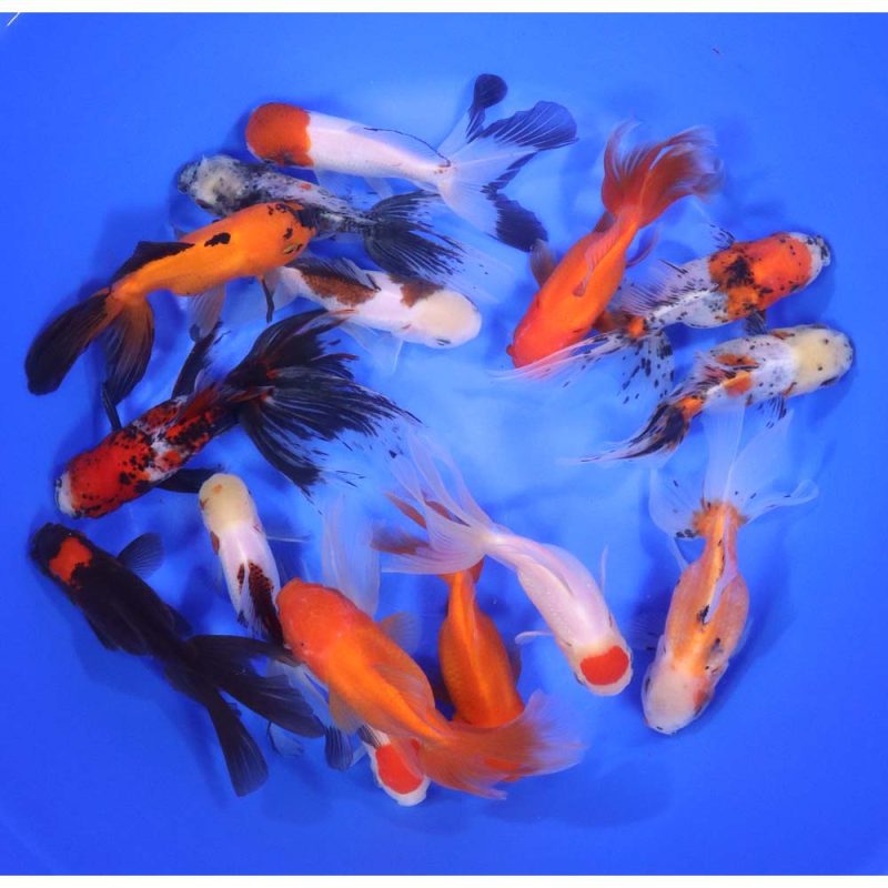 Mixed Oranda Goldfish XL - Image 4