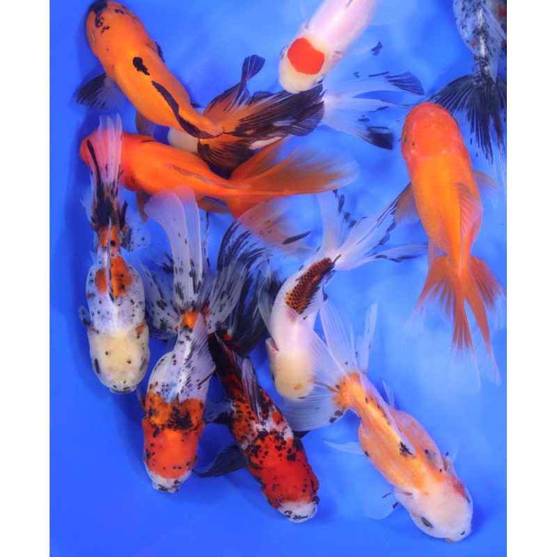 Mixed Oranda Goldfish XL - Image 5