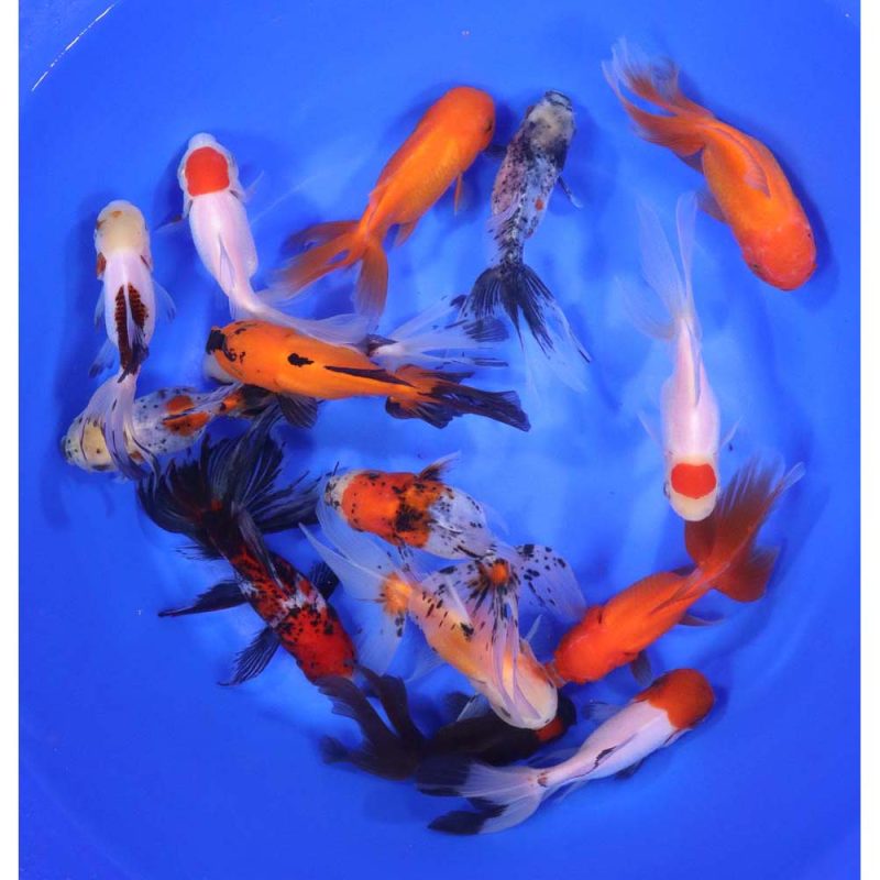 Mixed Oranda Goldfish XL - Image 6