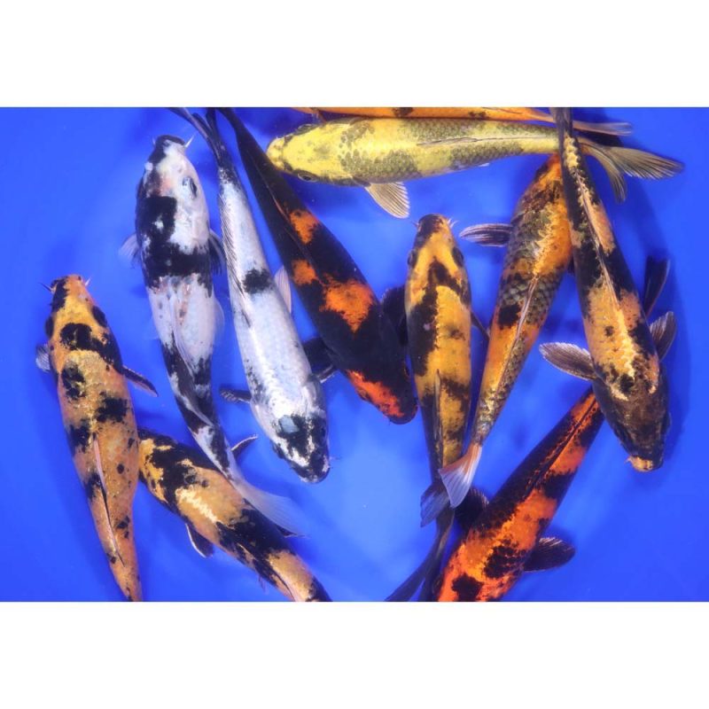 Utsuri Koi Mix 6-7" - Image 2