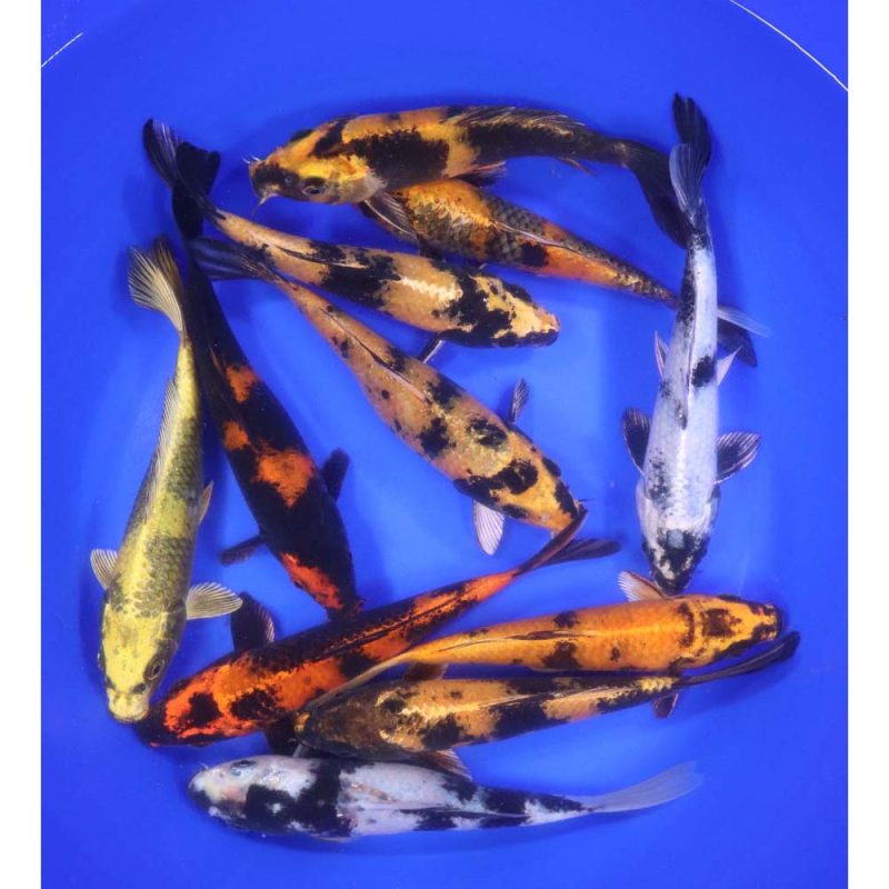 Utsuri Koi Mix 6-7" - Image 3