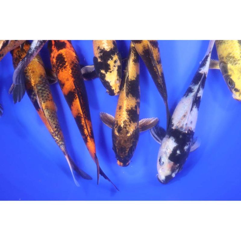 Utsuri Koi Mix 6-7" - Image 4