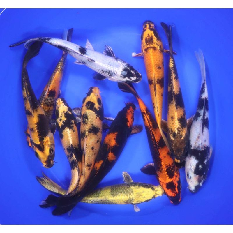 Utsuri Koi Mix 6-7" - Image 5