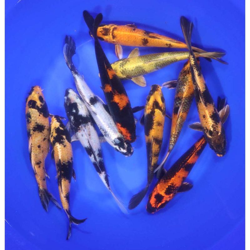 Utsuri Koi Mix 6-7" - Image 6
