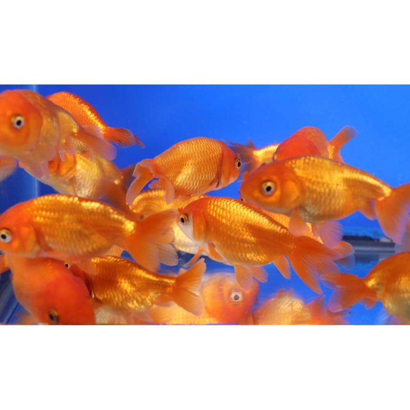 Red Ranchu Goldfish MD - Image 2