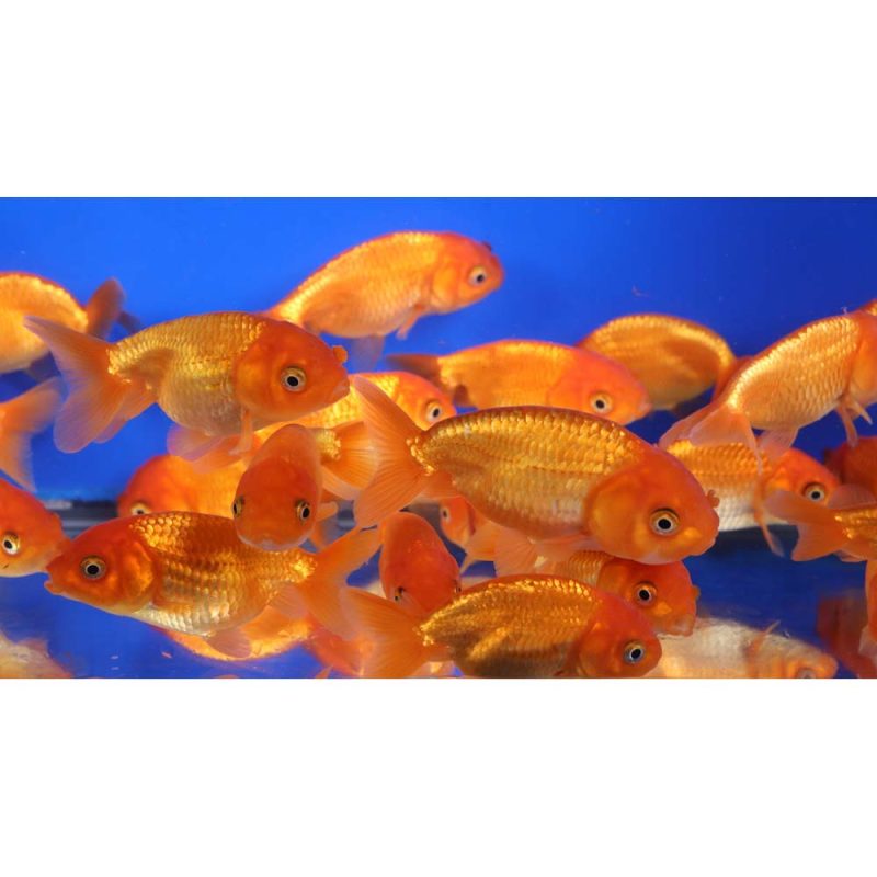 Red Ranchu Goldfish MD - Image 3