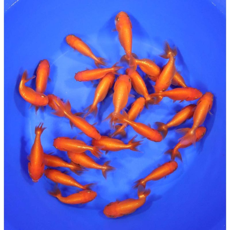 Red Ranchu Goldfish MD - Image 4