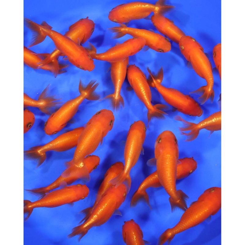 Red Ranchu Goldfish MD - Image 5