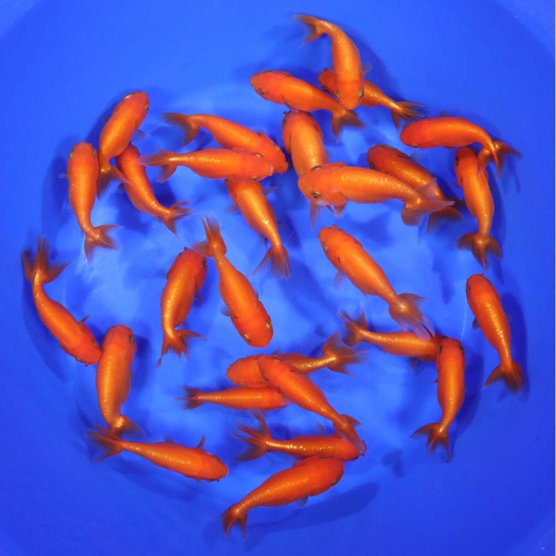 Red Ranchu Goldfish MD - Image 6