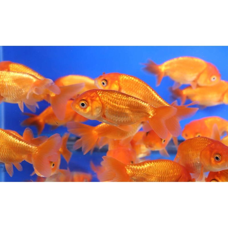 Red Ranchu Goldfish MD