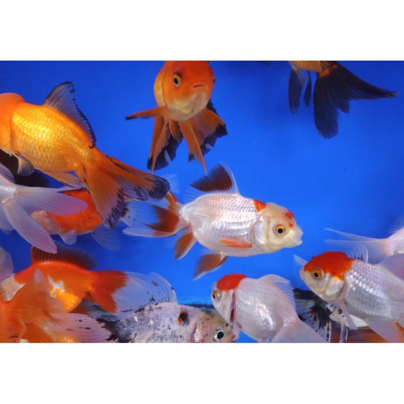 Mixed Oranda Goldfish LG