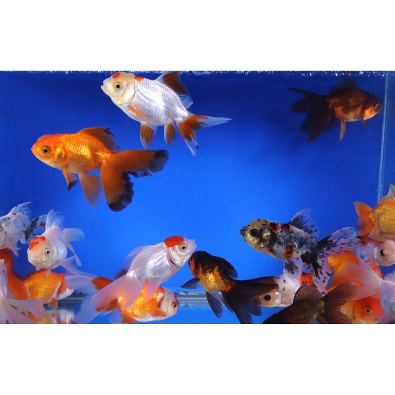 Mixed Oranda Goldfish LG - Image 2