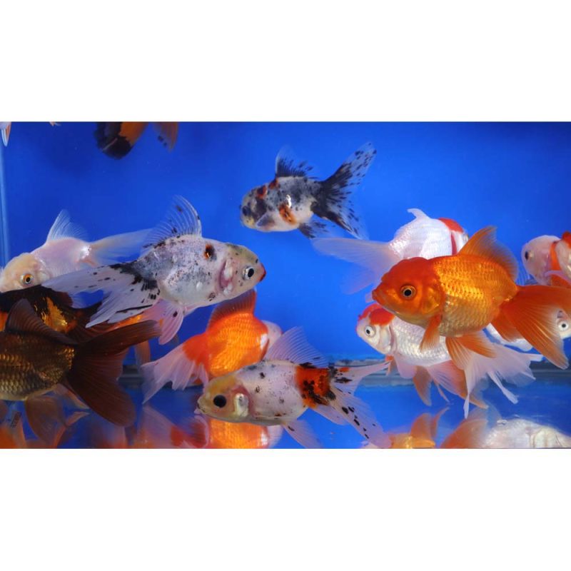 Mixed Oranda Goldfish LG - Image 3