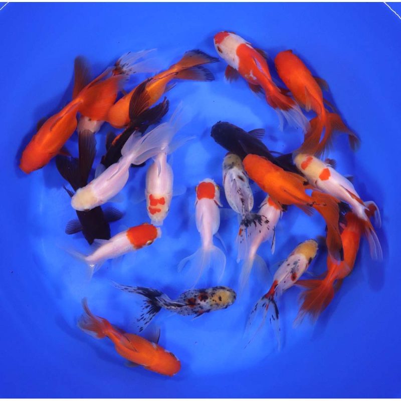 Mixed Oranda Goldfish LG - Image 5