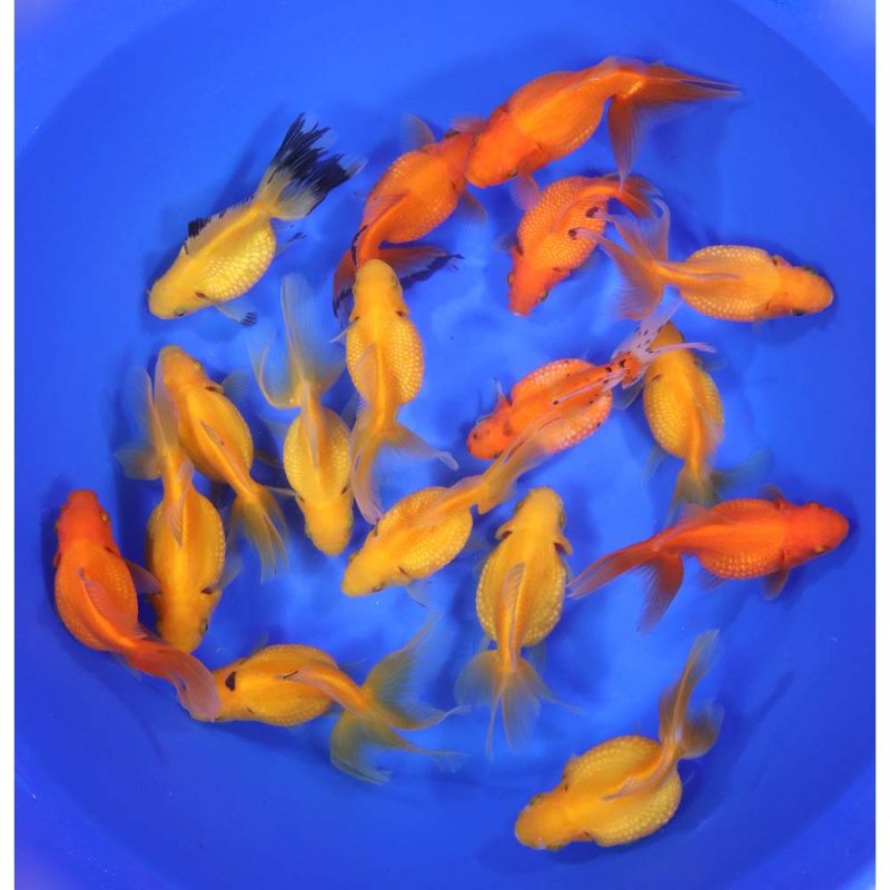 Mixed Pearlscale Goldfish XL