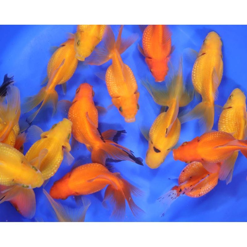 Mixed Pearlscale Goldfish XL - Image 2