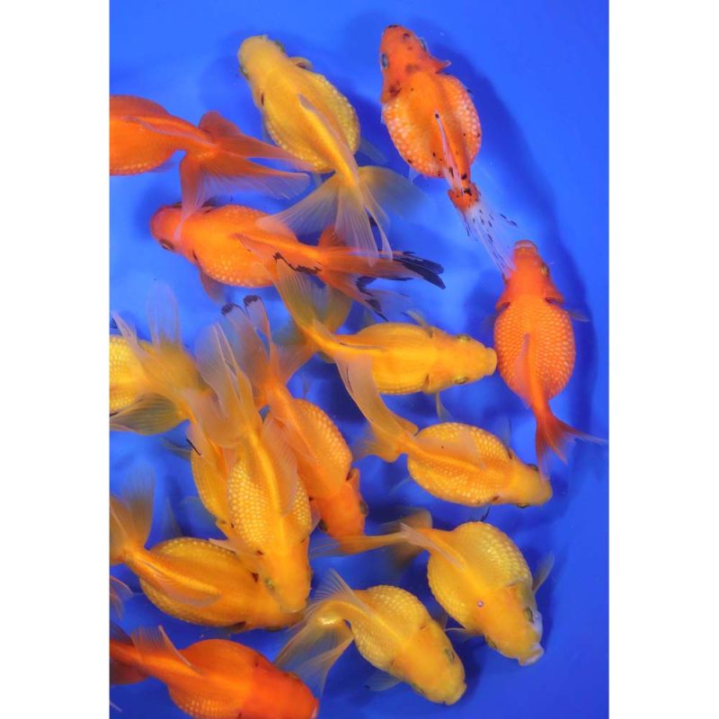 Mixed Pearlscale Goldfish XL - Image 3