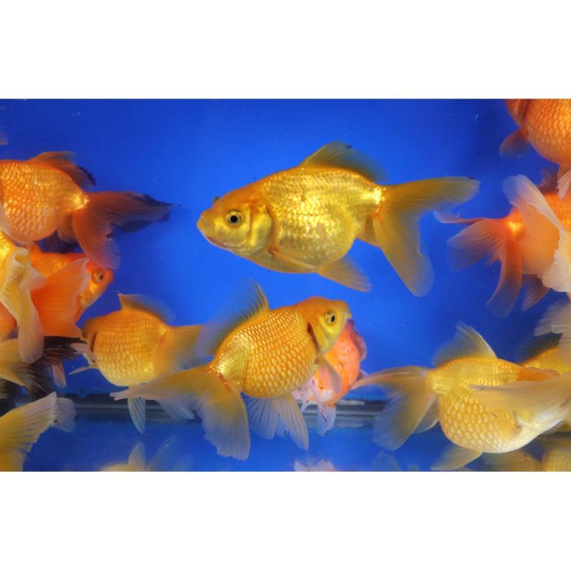 Mixed Pearlscale Goldfish XL - Image 4