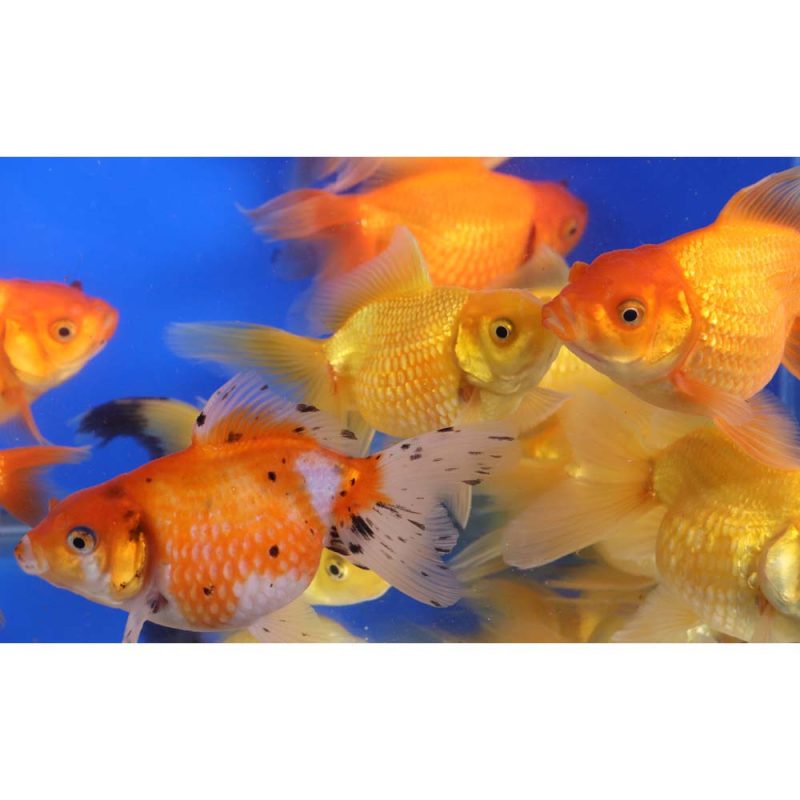 Mixed Pearlscale Goldfish XL - Image 5