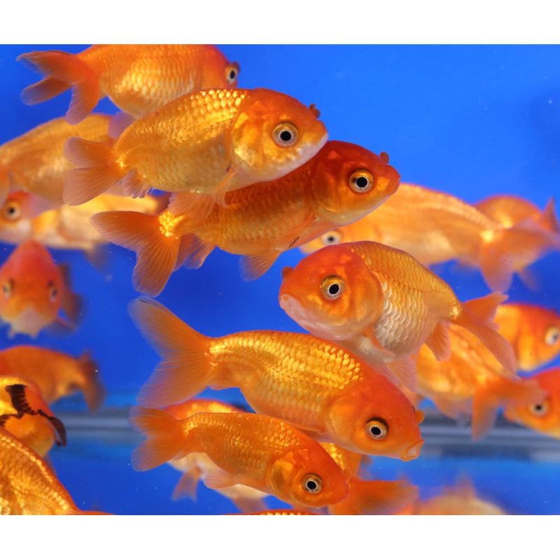 Red Ranchu Goldfish SM