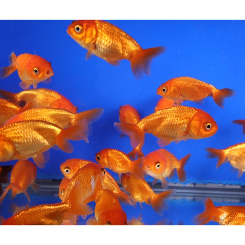 Red Ranchu Goldfish SM - Image 2