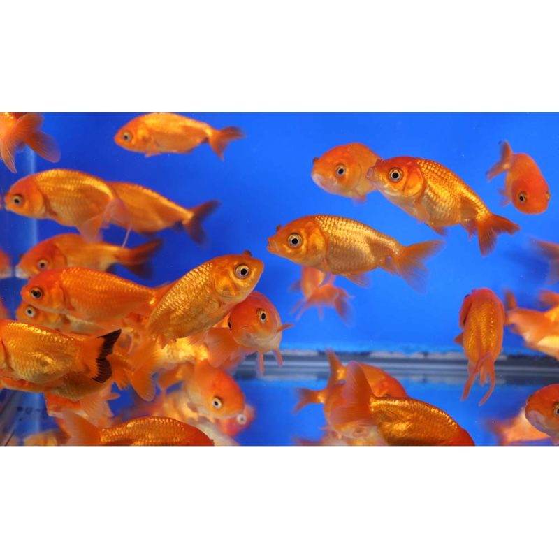 Red Ranchu Goldfish SM - Image 3